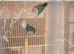 Lovebirds