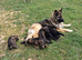 Kc registered german shepherd puppies