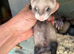 Baby Ferrets - Reserve Now 2 for &pound;100