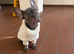 Beautiful Female frenchy
