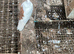 Breeding  frills pigeon