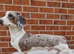 Miniature dachshund puppies