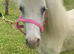 Perfect Unicorn Children&rsquo;s Pony/Therapy Pony For Sale
