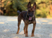 Beautiful Belgian Shepard puppy