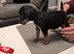 Lakeland pups
