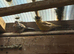 Cute Mix of Canaries