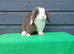 Superfriendly mini lop rabbit ready now