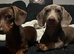 Isabella & Tan Dachshund puppy BOY