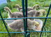 Goslings 3 weeks old