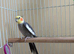 Cocktail parrot
