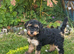 Gorgeous small poodle puppies