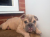 English bulldogs