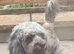 Gorgeous Merle mini Goldendoodle female