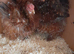 Pekin bantam chickens