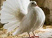 Fantails