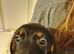 Miniature dachshund puppy's for sale