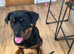 Male puppy Rottweiler