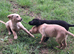 labrador puppies
