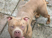 1 year old 3/4 boerboel 1/4 cane corso