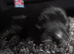 chihuahua x jack russell terrie puppies