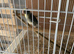 Pair of Kakariki