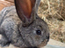 We have the Worlds Biggest Bunnies