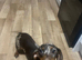 Chocolate dapple dachshund girl