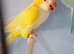 Quaker Parrots