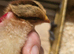 Female Olive Egger Chicks Mint Choc Chip Bellecross Belles