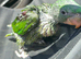 Handreared baby Alexandrian parrot