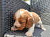 Cavalier kingcharles spaniel's ️️.