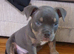 2 Beautiful American Pocket Bullys