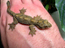 Kuhls Flying Geckos CB26 x2