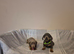 Miniature dachshund 1 blue and tan male left