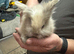 Mini lion lop crosses