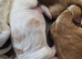 4 beautiful cocker spaniel puppies