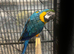 Stunning Blue and gold Macaw parrot