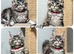 TICA registration Maine coon kittens Ready Now