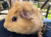 Baby Guinea pig