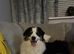 Australian Shepherd Black Tri Female