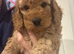 Curly Cockapoo boy ready for forever home