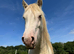 Beautiful natured Cremello colt