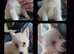 3 beautiful puppies.