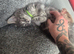 Handsome Maine coon Kitten for sale