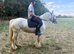 Beautiful 13.3 Cremello Ride and Drive Cob