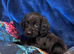 Cocker spaniels puppies ready now&hellip;.