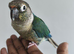 Super Friendly Cuddly Tame Parrot Blue
