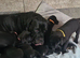 3 beautiful cane corso puppies