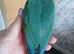 Conure