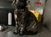 1 Year old stunning Tortie Female